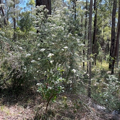 Unidentified Plant at Pillar Valley, NSW - 22 Sep 2024 by Dreamadua