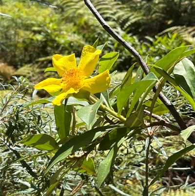 Hibbertia scandens (Climbing Guinea Flower) at Clarenza, NSW - 22 Sep 2024 by Dreamadua