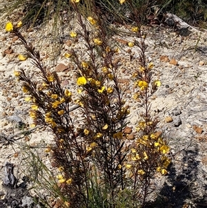 Gompholobium grandiflorum at Moollattoo, NSW - 22 Sep 2024 12:22 PM