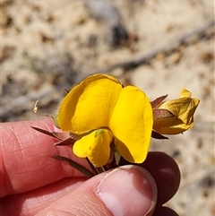 Gompholobium grandiflorum at Moollattoo, NSW - 22 Sep 2024