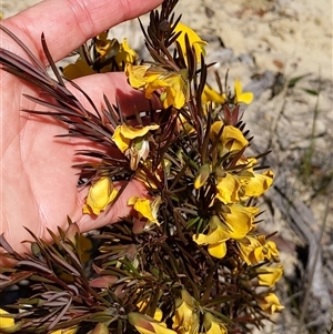 Gompholobium grandiflorum at Moollattoo, NSW - 22 Sep 2024