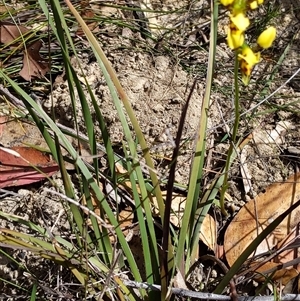 Diuris sulphurea at Moollattoo, NSW - 22 Sep 2024