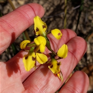 Diuris sulphurea at Moollattoo, NSW - 22 Sep 2024