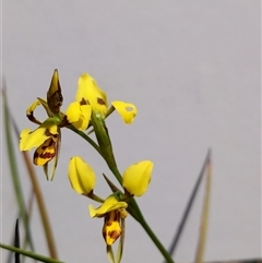 Diuris sulphurea at Moollattoo, NSW - 22 Sep 2024