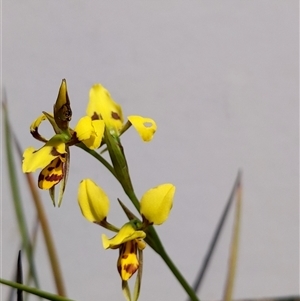 Diuris sulphurea at Moollattoo, NSW - 22 Sep 2024