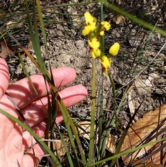 Diuris sulphurea at Moollattoo, NSW - 22 Sep 2024