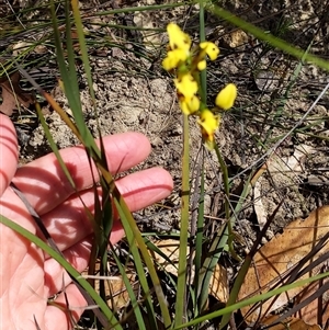 Diuris sulphurea at Moollattoo, NSW - 22 Sep 2024