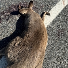 Macropus giganteus (Eastern Grey Kangaroo) at Sutton Forest, NSW - 19 Sep 2024 by GlossyGal