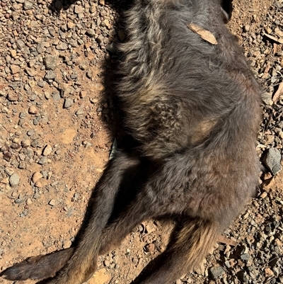 Osphranter robustus robustus (Eastern Wallaroo) at Canyonleigh, NSW - 19 Sep 2024 by GlossyGal