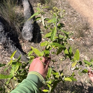 Olearia lirata at Forde, ACT - 23 Sep 2024