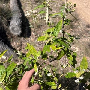 Olearia lirata at Forde, ACT - 23 Sep 2024