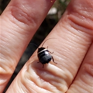 Ellipsidion sp. (genus) at Mount Annan, NSW - 23 Sep 2024