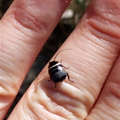 Ellipsidion sp. (genus) (A diurnal cockroach) at Mount Annan, NSW - 23 Sep 2024 by PaperbarkNativeBees