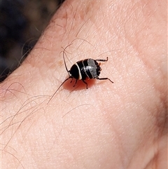 Ellipsidion sp. (genus) at Mount Annan, NSW - 23 Sep 2024