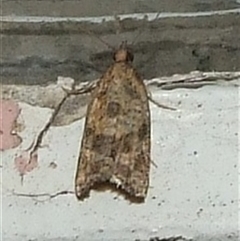 Constrictana catharia at Coburg, VIC - 28 Nov 2007 02:53 AM