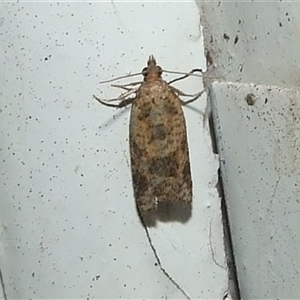 Constrictana catharia at Coburg, VIC - 28 Nov 2007 02:53 AM