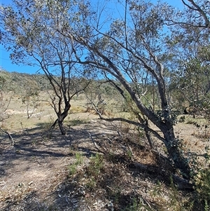 Eucalyptus bridgesiana at Macarthur, ACT - 23 Sep 2024