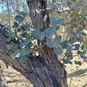 Eucalyptus bridgesiana at Macarthur, ACT - 23 Sep 2024