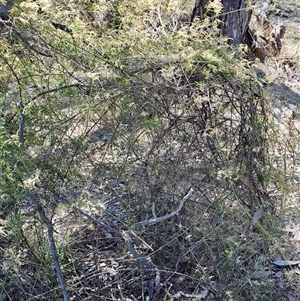 Clematis leptophylla at Macarthur, ACT - 23 Sep 2024