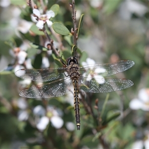 Hemicordulia tau at Jervis Bay, JBT - 18 Sep 2024 10:57 AM