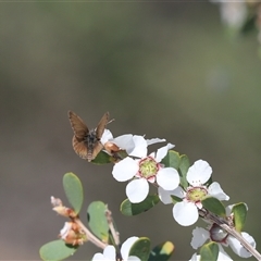 Unidentified Blue or Copper (Lycaenidae) at Jervis Bay, JBT - 18 Sep 2024 by Tammy