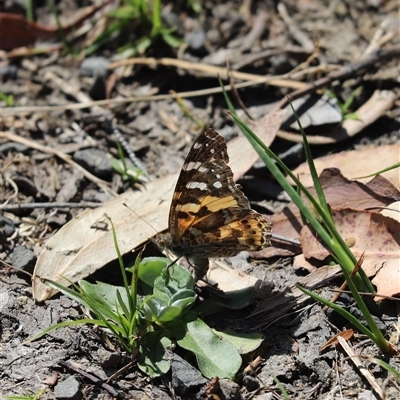 Vanessa kershawi (Australian Painted Lady) at Tianjara, NSW - 18 Sep 2024 by Tammy