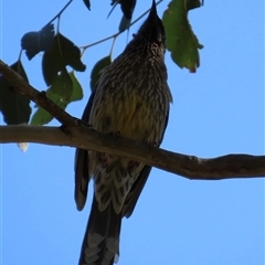 Anthochaera carunculata (Red Wattlebird) at Kangaroo Valley, NSW - 23 Sep 2024 by lbradley