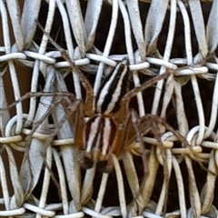 Oxyopes gracilipes (Graceful-legs Lynx Spider) at Goulburn, NSW - 23 Sep 2024 by glbn1