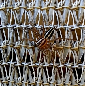 Oxyopes gracilipes at Goulburn, NSW - 23 Sep 2024