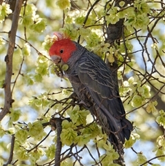 Callocephalon fimbriatum (Gang-gang Cockatoo) at Parkes, ACT - 23 Sep 2024 by RobertD