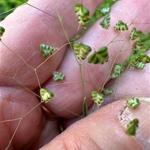 Briza minor at Kangaroo Valley, NSW - suppressed