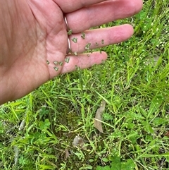 Briza minor at Kangaroo Valley, NSW - suppressed