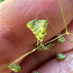 Briza minor at Kangaroo Valley, NSW - suppressed