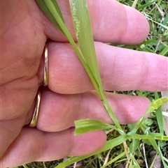 Briza minor at Kangaroo Valley, NSW - suppressed