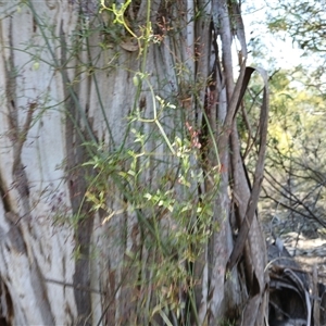 Clematis leptophylla at Cooma, NSW - 23 Sep 2024