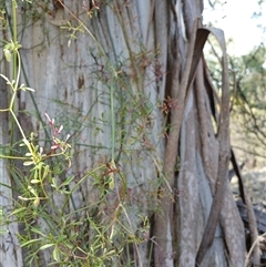 Clematis leptophylla at Cooma, NSW - 23 Sep 2024 10:01 AM