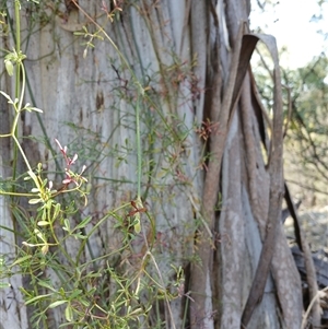 Clematis leptophylla at Cooma, NSW - 23 Sep 2024 10:01 AM