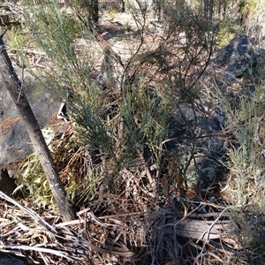 Exocarpos strictus at Cooma, NSW - 26 Sep 2024