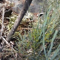 Exocarpos strictus at Cooma, NSW - 26 Sep 2024