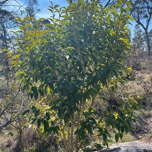 Ligustrum lucidum at Throsby, ACT - 23 Sep 2024