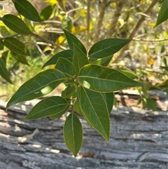 Ligustrum lucidum at Throsby, ACT - 23 Sep 2024