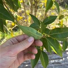 Ligustrum lucidum at Throsby, ACT - 23 Sep 2024 02:40 PM