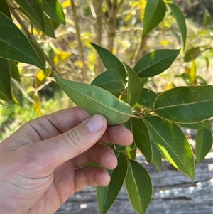 Ligustrum lucidum at Throsby, ACT - 23 Sep 2024