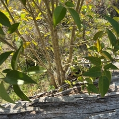 Ligustrum lucidum at Throsby, ACT - 23 Sep 2024