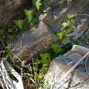 Hedera hibernica at Cooma, NSW - 23 Sep 2024 10:46 AM