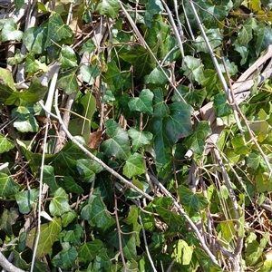 Hedera hibernica at Cooma, NSW - 23 Sep 2024 10:46 AM