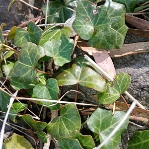 Hedera hibernica at Cooma, NSW - 23 Sep 2024 10:46 AM