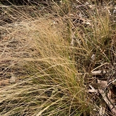 Nassella trichotoma (Serrated Tussock) at Bruce, ACT - 23 Sep 2024 by JohnGiacon