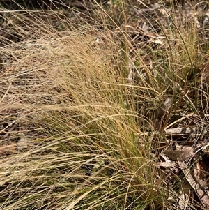 Nassella trichotoma at Bruce, ACT - 23 Sep 2024