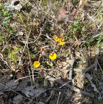 Bossiaea prostrata (Creeping Bossiaea) at Throsby, ACT - 23 Sep 2024 by RangerRiley